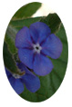 Alkanet Flower Essence - 10mls
