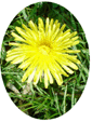 Dandelion Flower Essence - 10mls