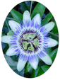 Passionflower Flower Essence - 10mls
