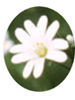Stitchwort Flower Essence - 10mls