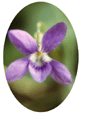 Wild Violet Flower Essence - 10mls