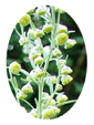 Wormwood Flower Essence - 10mls