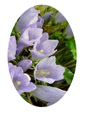 Mandrake Flower Essence - 10mls
