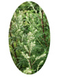 Mugwort Flower Essence - 10mls