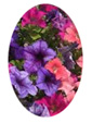 Petunia Flower Essence - 10mls