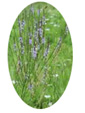 Vervain Flower Essence - 10mls