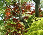 Japanese Tree Flower Essences