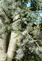 Atlas Cedar - 30mls