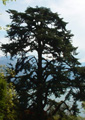 Cedar of Lebanon - 30mls