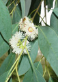 Eucalyptus - 30mls