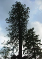 Giant Redwood - 30mls