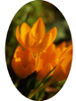 Golden Crocus Flower Essence - 10mls