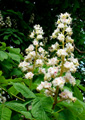 Horse Chestnut - 30mls