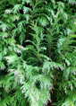 Leyland Cypress - 30mls