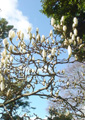 Magnolia - 30mls