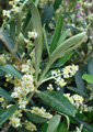 Olive - 30mls