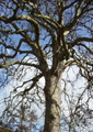 Plane Tree - 30mls