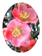 Quince  Flower Essence - 10mls