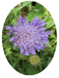 Scabious Flower Essence- 10mls