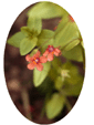 Scarlet Pimpernel Flower Essence - 10mls