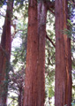 Sequoia - 30mls