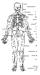 MCS Anatomy & Physiology Course 