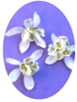 Snowdrop Flower Essence - 10mls