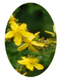 St John's Wort Flower Essence - 10mls