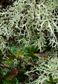 Tree Lichen - 30mls