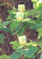 Tulip Tree - 30mls