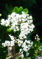 Viburnum - 30mls