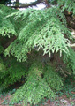 Western Hemlock - 30mls